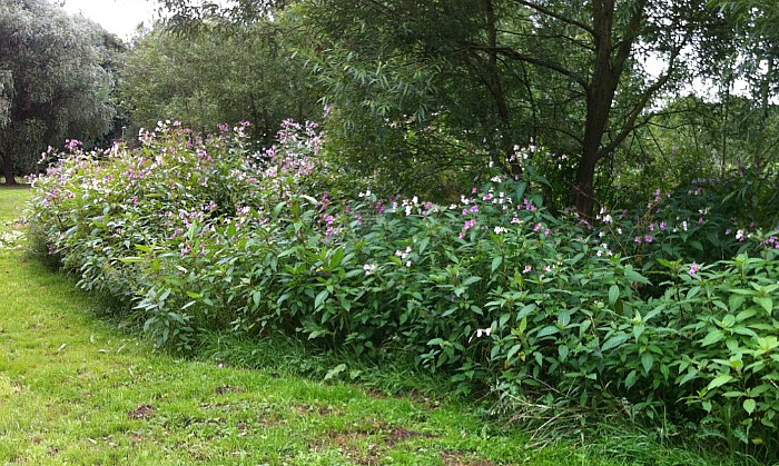 himalayan balsam plant burns skin, threatens River Weaver