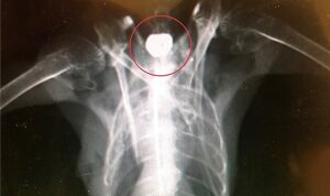 Jackdaw shot in windpipe treated by RSPCA Stapeley Grange