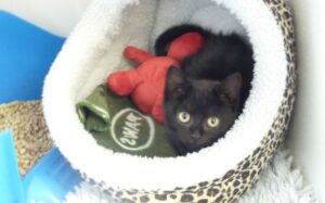 Kitten dumped in Starbucks bin rescued by Nantwich RSCPA staff