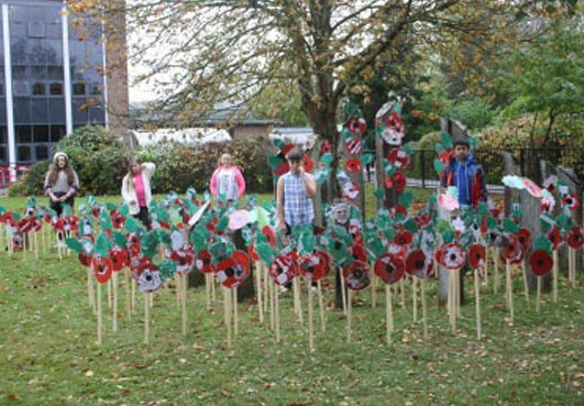 menai poppies at Brine Leas