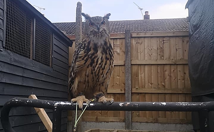 missing eagle owl