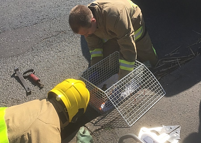 nantwich fire crews rescue ducklings