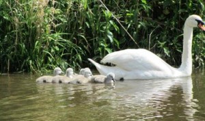 Half of Nantwich’s popular cygnets feared dead, say experts