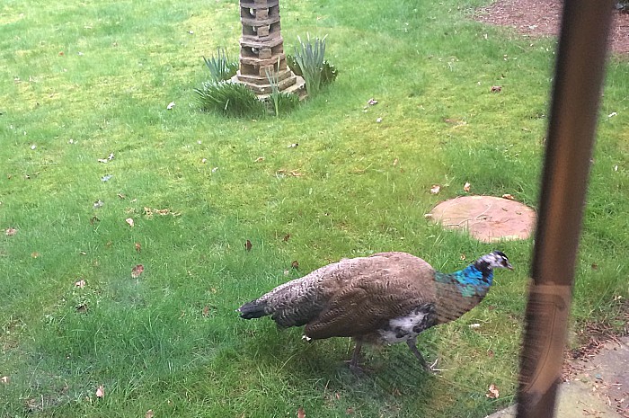 peahen in nantwich