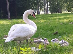 Swan family provides attraction for Nantwich walkers!