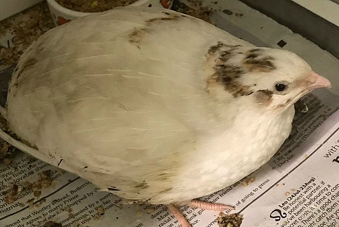 quail bird stapeley grange RSPCA