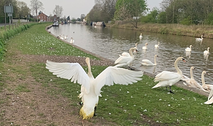 recovered swan released