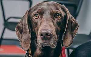 Remarkable story of Nantwich rescue dog’s survival after being shot and run over