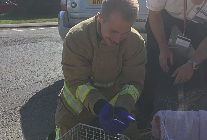 rescued ducklings by nantwich fire