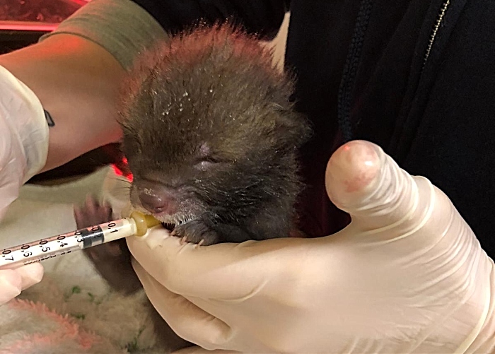 rescued fox cub fed at stapeley grange RSPCA