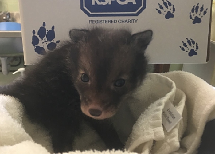 rescued fox cub stapeley grange