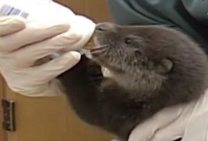 rescued otters hand-reared by staff at RSPCA Stapeley Grange wildlife centre