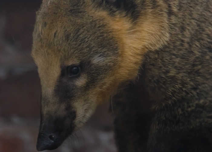 ring-tailed Coati