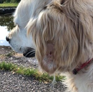 ripped ear of libby after attack