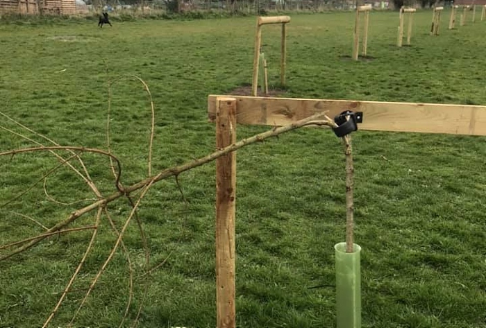 sapling tree damaged brookfield park