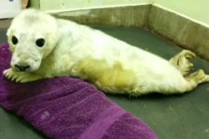 Washed up seal pup named Jon Snow recovers at Nantwich RSPCA centre