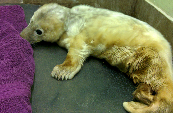 seal pup named Jon Snow at Stapeley grange