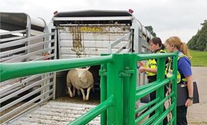 Police hunt for sheep rustlers who targeted Nantwich farm