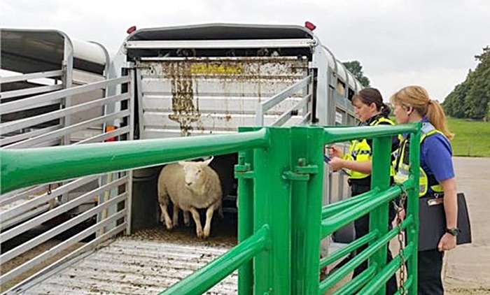 sheep stolen in wettenhall near Nantwich