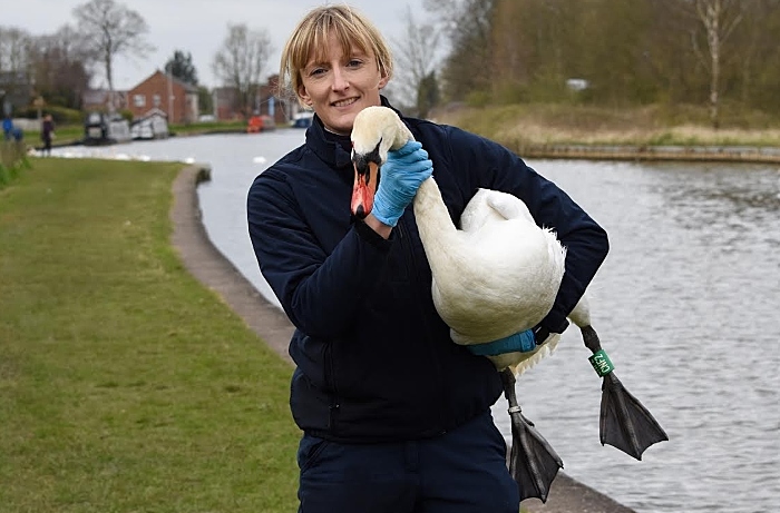 shot swan recovers - RSPCA - Middlewich