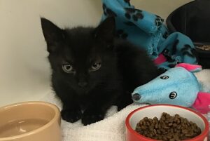 Kitten found dumped in carrier outside RSPCA centre in Nantwich