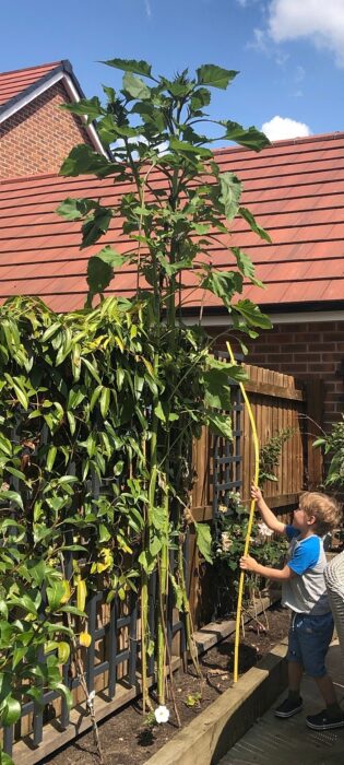 sunflowers 4 metres high