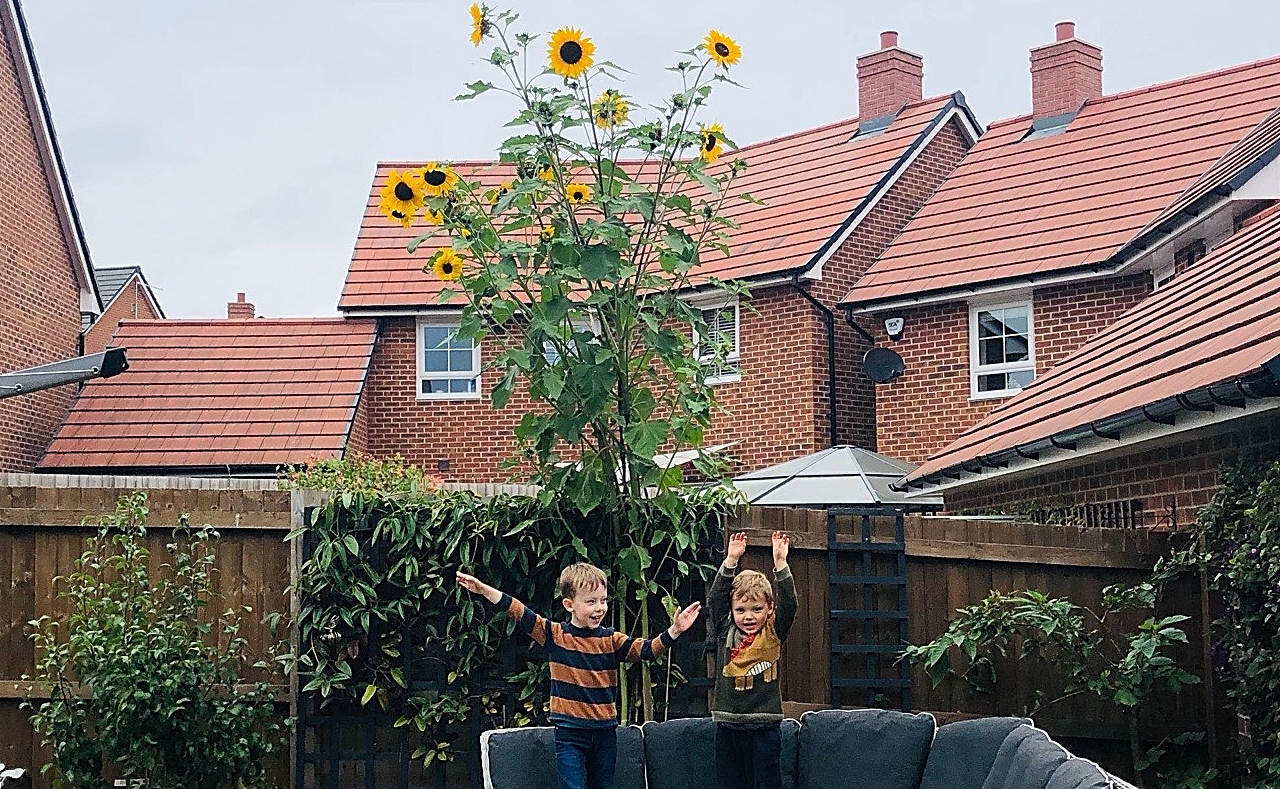 sunflowers in nantwich