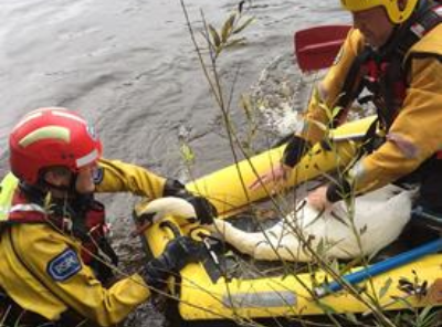 swan rescued from river