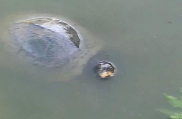 terrapin in Nantwich Lake