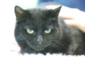 Black and white cats at Nantwich RSPCA centre missing out on new homes