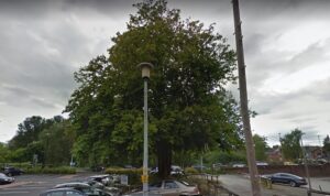 Iconic tree in Nantwich to be removed, council confirms