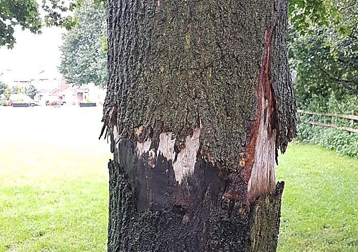 trees damage in Hough