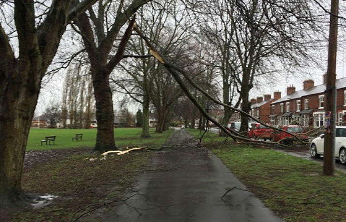 tree damage nantwich, Storm Doris