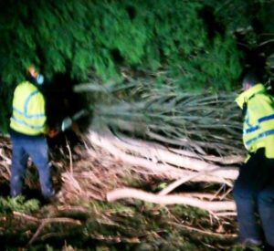 tree down A51 in Nantwich, being cut up by workmen