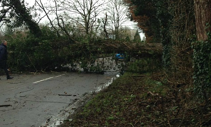 tree down Main Road, Worleston