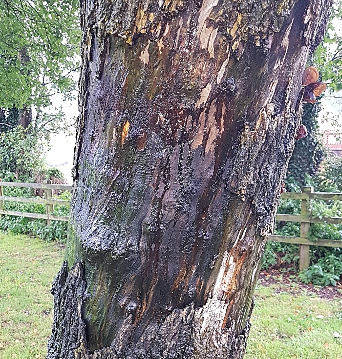 trees vandalised in hough