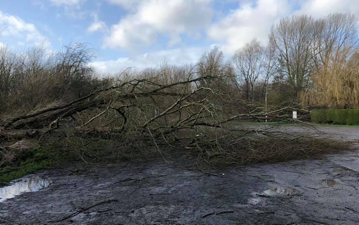 trees down at shrewbridge road