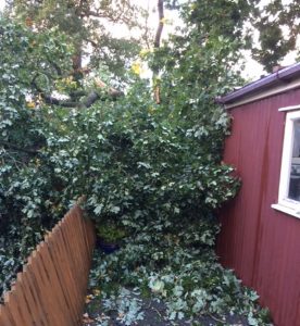 trees fall, houses, hospital lane