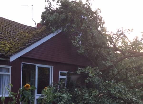 trees fall on house Hospital lane