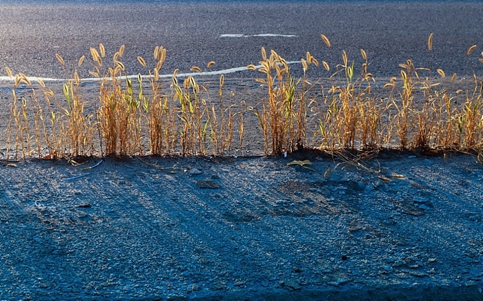 weeds in the road