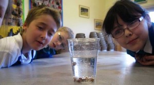 Nantwich primary pupils enjoy Science Week events