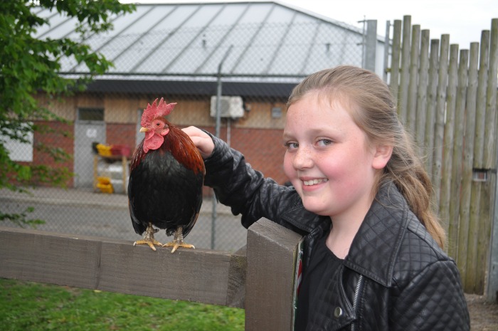 Family Festival - zoo Ellie Clarke, 10, from Crewe meets Chris the cockerel